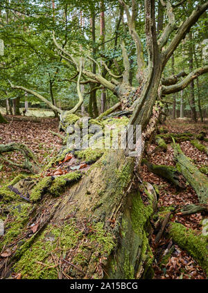 An old fallen tree covered with moss in a dark dense forest, selective focus. Stock Photo