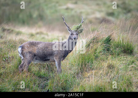 Young Sika stag displaying early signs of rutting having torn up vegetation on his antlers in the Wicklow Mountains National Park, Ireland Stock Photo