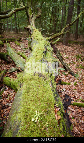 An old fallen tree covered with moss in a dark dense forest, selective focus. Stock Photo
