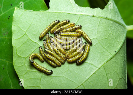 Cabbage White Caterpillars Stock Photo