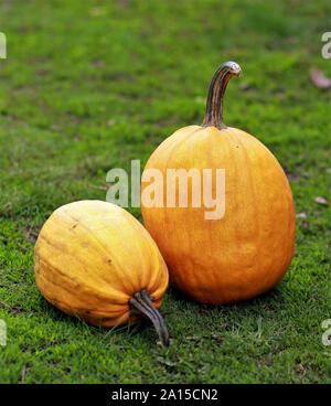 Still life of two big yellow pumpkins on green grass in the garden Stock Photo