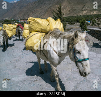 Delivering cargoes by horses. Jomsom, Lower Mustang, Nepal Stock Photo