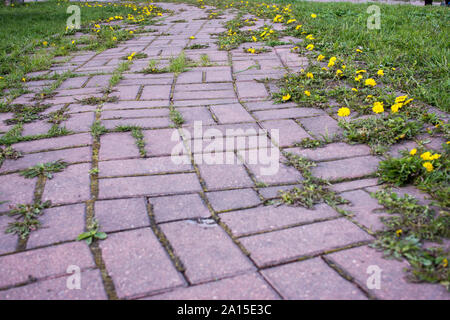 Summer landscape with S curved pink paved road through yellow dandelion field. Bright summer feeling in rural road. Wild flowers blooming Stock Photo