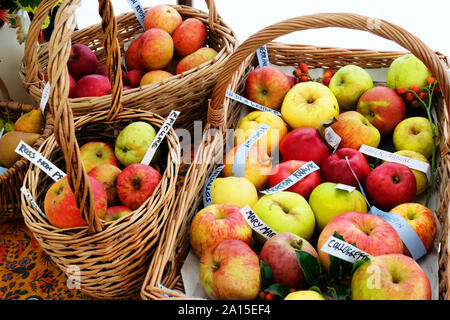 Collection of rare varieties of English apple in a wicker basket - John Gollop Stock Photo
