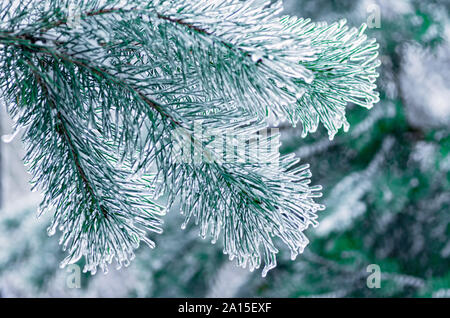 Pine branches covered with ice. Freezing rain. Close up. Stock Photo