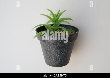 Potted plastic plants and flowers for decorations. Container made of aluminium, plastic, ceramic as well as clay. Plants include Cactus, cacti, beauti Stock Photo