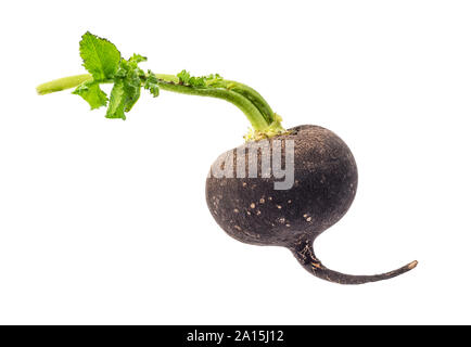 little fresh black radish with foliage cut out on white background Stock Photo