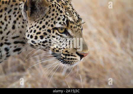 Stalking Leopard in Ruaha National Park Stock Photo