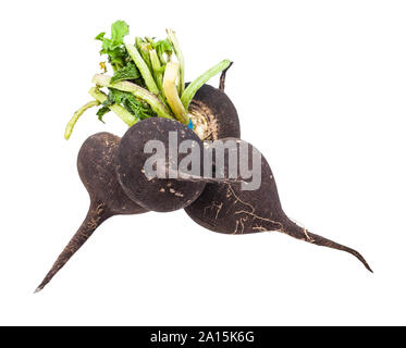 bunch of little black radish taproots with green foliage isolated on white background Stock Photo