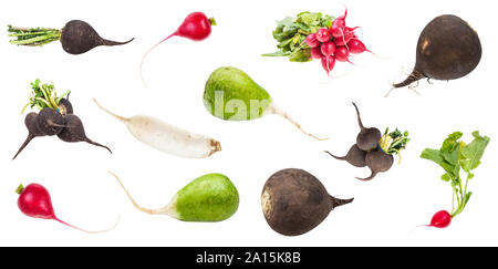 set of various fresh radishes (little red, long white daikon, green lobo, black radish) isolated on white background Stock Photo