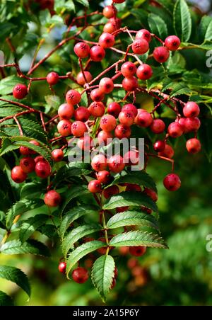 Pink berries of Sorbus Eastern Promise. Stock Photo