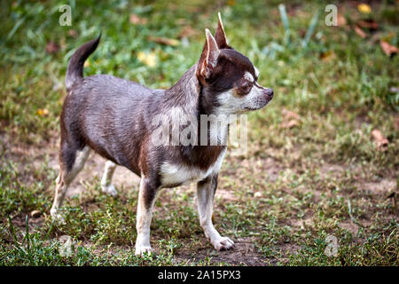 Two small chihuahua dogs in a black designer purse Stock Photo - Alamy