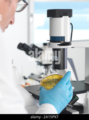 Microbiology, Scientist viewing cultures growing in petri dishes under an inverted microscope in the laboratory Stock Photo