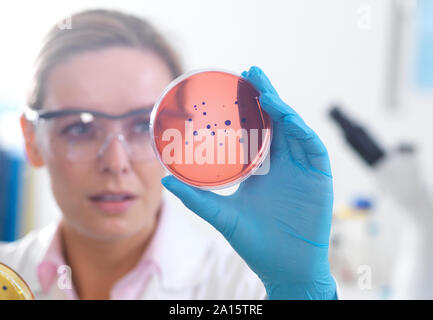 Microbiology, Scientist viewing cultures growing in petri dishes before placing them under a inverted microscope in the laboratory Stock Photo