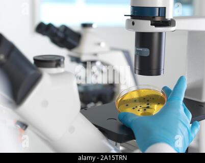 Microbiology, Scientist viewing cultures growing in petri dishes under an inverted microscope in the laboratory Stock Photo