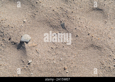 Small stone and pebbles exposed by wind action on gritty beach sand. Stock Photo