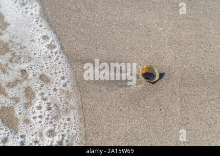 Common Limpet / Patella vulgaris seashell washed ashore on a sandy beach in Cornwall. Isolated shell, isolation, solitary, all alone, on lonesome. Stock Photo