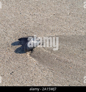 Common Mussel / Mytilus edulis seashell washed ashore on a sandy beach in Cornwall. Isolated shell, isolation, solitary, all alone, on lonesome. Stock Photo