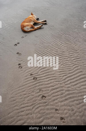 Sleeping dog at the beach, Sur, Oman Stock Photo