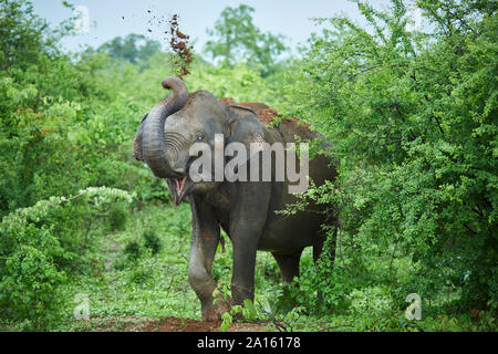 Portrait of Indian elephant throwing soil on his back, Udawalawe National Park, Sri Lanka Stock Photo