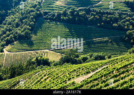 High angle view of green vineyards on hills in valley