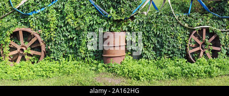 The rustic fence is overgrown with wild grapes panorama. Rusty wheels and barrel are thrown near the fence Stock Photo