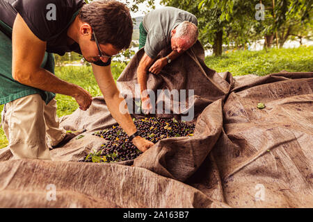 Two men during cherry harvest in orchard, sorting harvested cherries Stock Photo