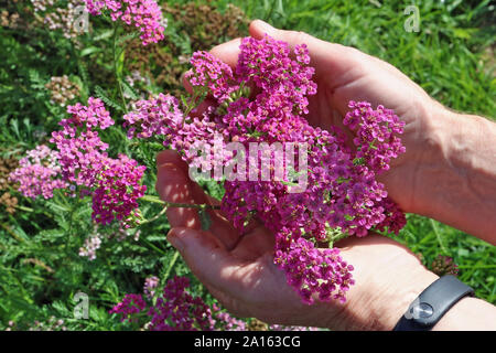 Bunch of real  wild pink  meadow small uncultivated flowers  in senior woman hands. Green trees branches  as background Stock Photo