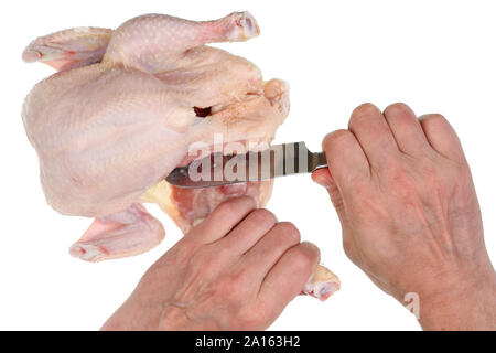 Chef an elderly senior  man with a knife cuts off the leg of a chicken to cook the broth. Isolated on white studio food concept Stock Photo