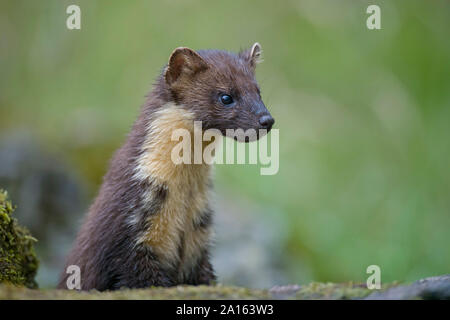 Portrait of attentive pine marten Stock Photo