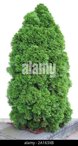 The evergreen coniferous tree of Thuja of ideal form grows on an urban stone pavement. Isolated on white outdoor shot Stock Photo