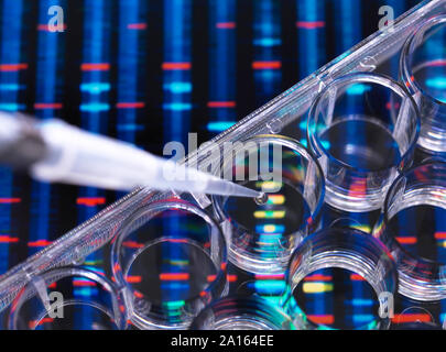 DNA Research, Samples of DNA in a multi well plate ready for analysis with DNA results in the background Stock Photo