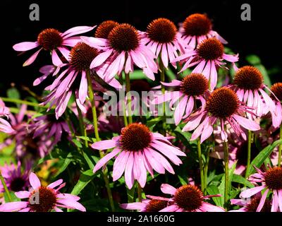 A cluster of Echinacea Purpurea flowers. Stock Photo