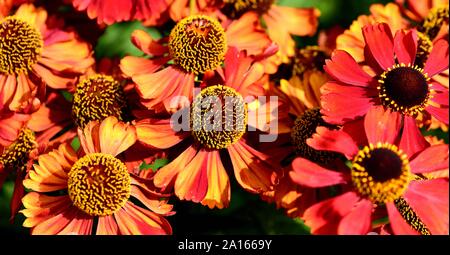 A cluster of orange flower heads of Helenium Moerheim Beauty. Stock Photo