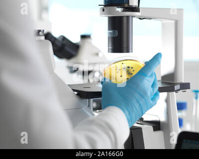 Microbiology, Scientist viewing cultures growing in petri dishes under an inverted microscope in the laboratory Stock Photo