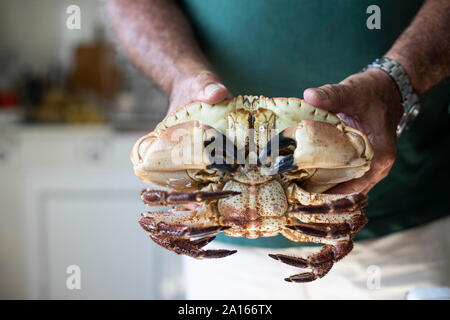 Hands of a man holding a crab in kitchen Stock Photo