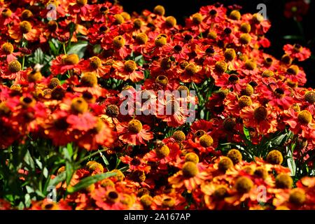 A cluster of orange flower heads of Helenium Moerheim Beauty. Stock Photo