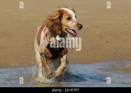Working cocker spaniel in water on a sandy beach Stock Photo
