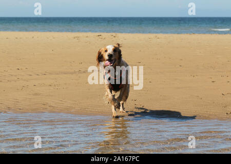 Working cocker spaniel in water on a sandy beach Stock Photo