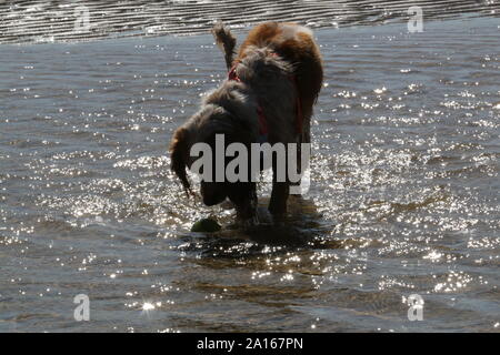Working cocker spaniel in water on a sandy beach Stock Photo