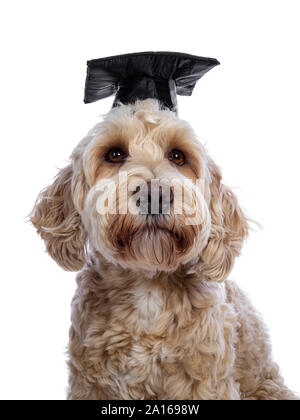 Head shot of sweet young adult female silky Labradoodle wearing black graduation hat, looking beside camera with brown eyes. Isolated on white backgro Stock Photo