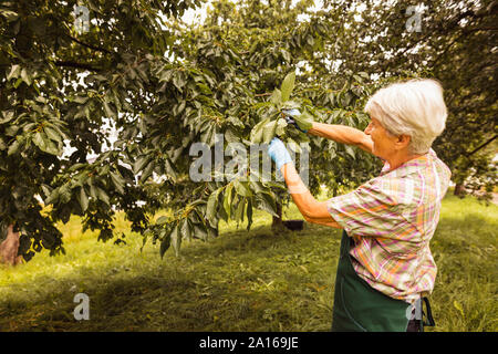 Senior woman picking cherries from tree in orchard Stock Photo