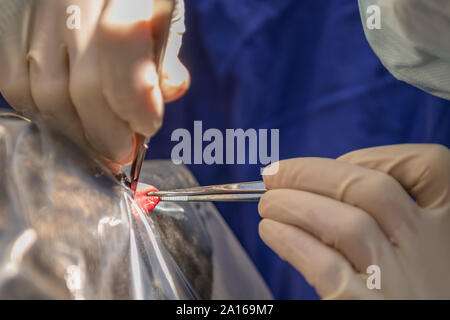 Vet with scalpel just before the operation.Closeup of a woman with surgical mask holding knife in the hand Stock Photo