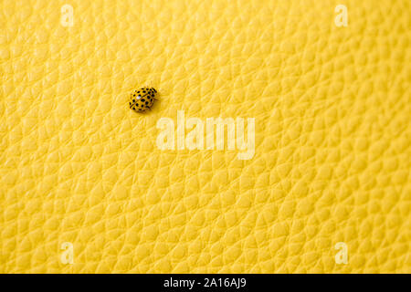 Yellow ladybird on yellow background Stock Photo