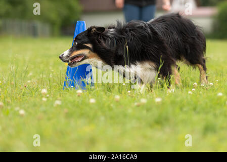 Fast Border Collie dog runs around a pylon Stock Photo