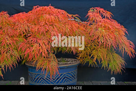 Acer Palmatum, in autumnal foliage colours, Edinburgh, Scotland, UK Stock Photo