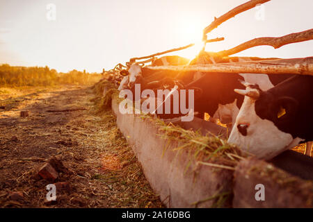 Cows grazing on farm yard at sunset. Cattle eating and walking outdoors in countryside. Stock Photo