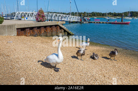 Swans on the River Hamble shoreline at Hamble-le-Rice, a coastal village in the Solent in the Borough of Eastleigh, Hampshire, south coast England, UK Stock Photo