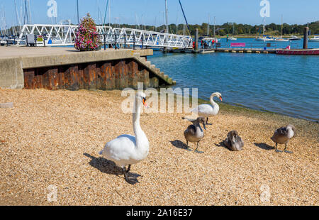 Swans on the River Hamble shoreline at Hamble-le-Rice, a coastal village in the Solent in the Borough of Eastleigh, Hampshire, south coast England, UK Stock Photo