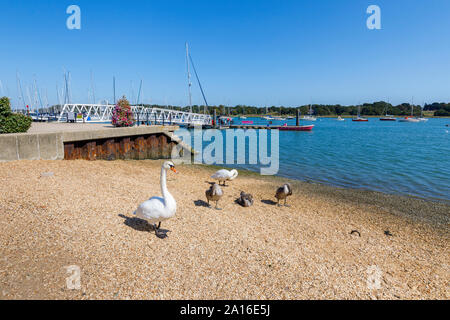 Swans on the River Hamble shoreline at Hamble-le-Rice, a coastal village in the Solent in the Borough of Eastleigh, Hampshire, south coast England, UK Stock Photo